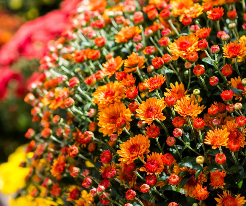 Orange flowers