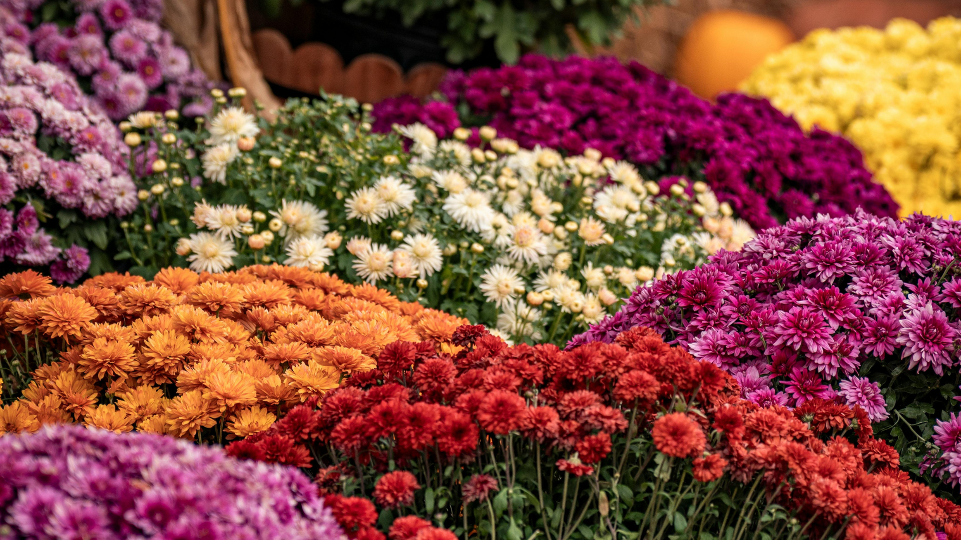 Colorful fall mums in orange, red, purple, yellow and white for the Sunshine Communities Fall Sale in Maumee, Ohio.