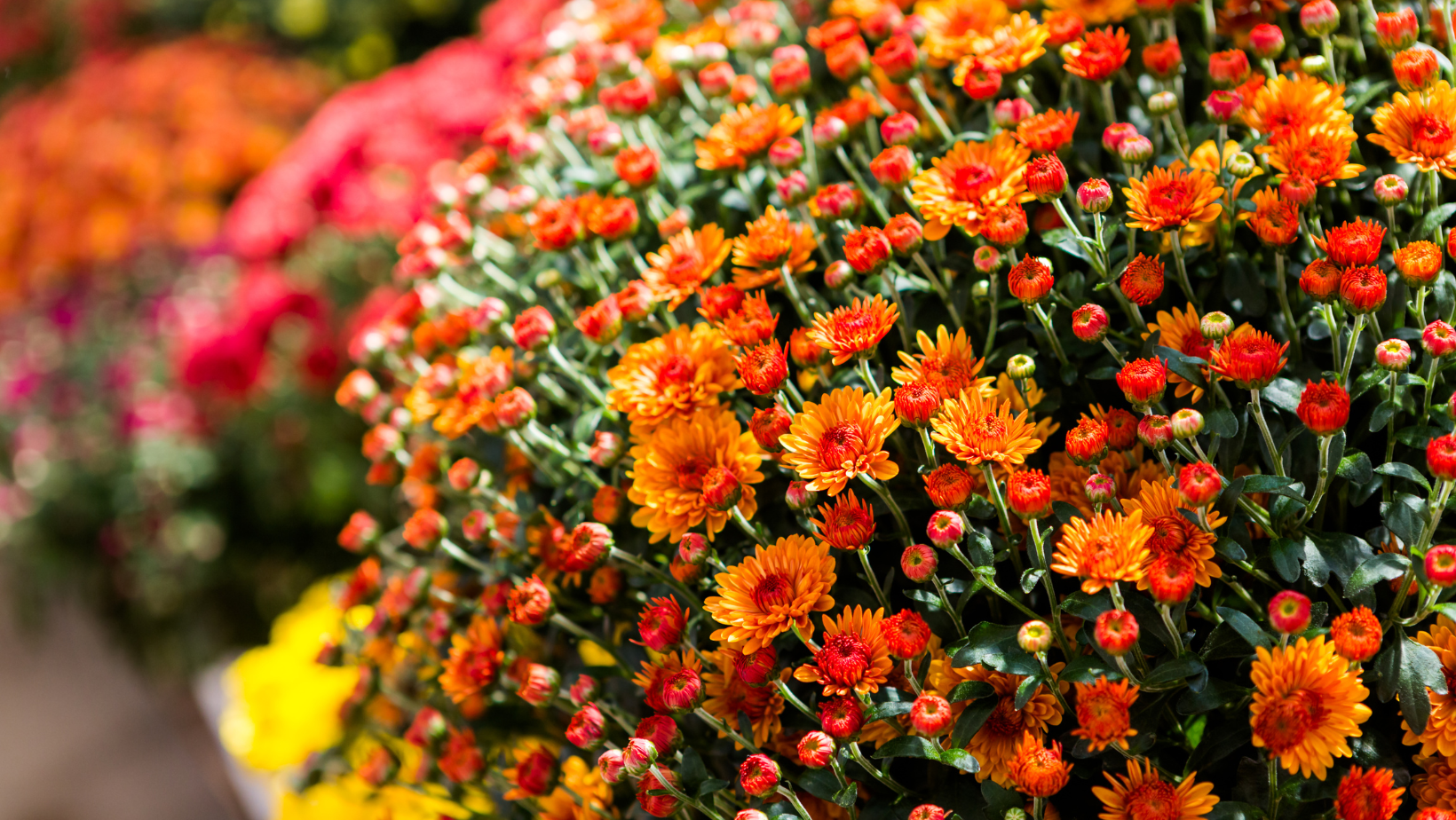 Orange flowers