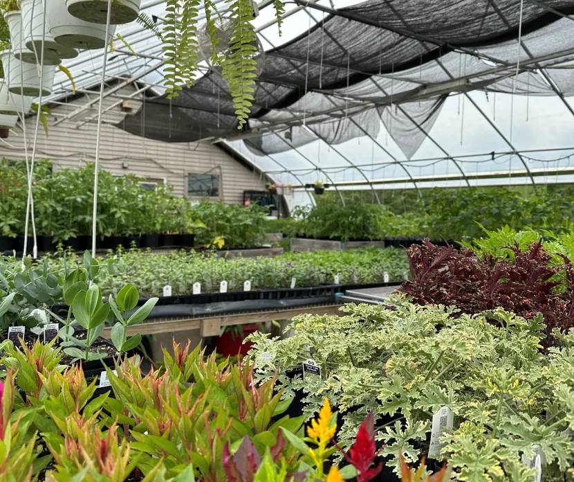 A vibrant greenhouse filled with rows of colorful plants and flowers, including red, yellow, and green foliage in black plastic trays. Hanging ferns in white and green pots dangle from above. Sunlight filters through the clear greenhouse roof and black shade cloth, illuminating the lush greenery.