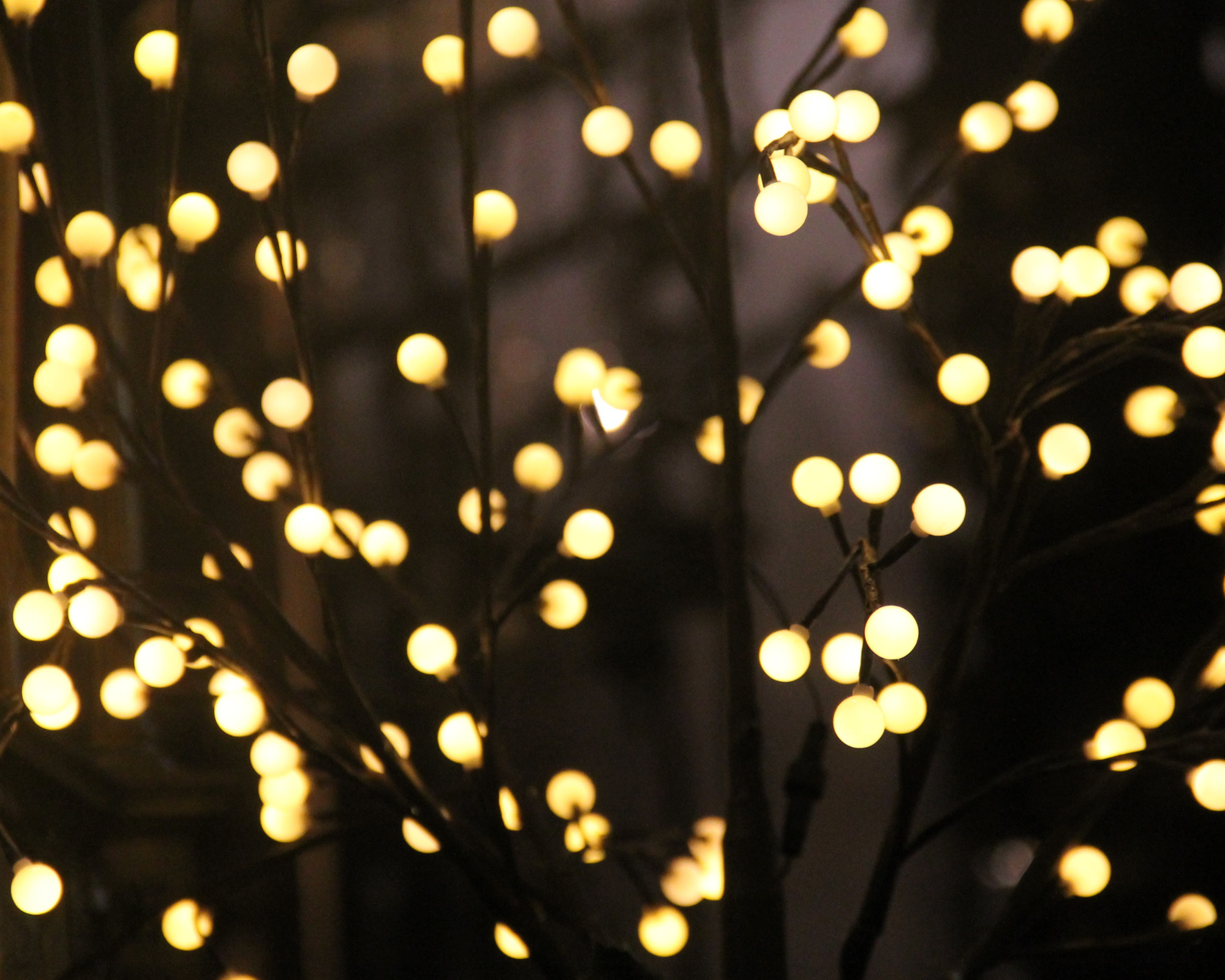 a tree with lights on it