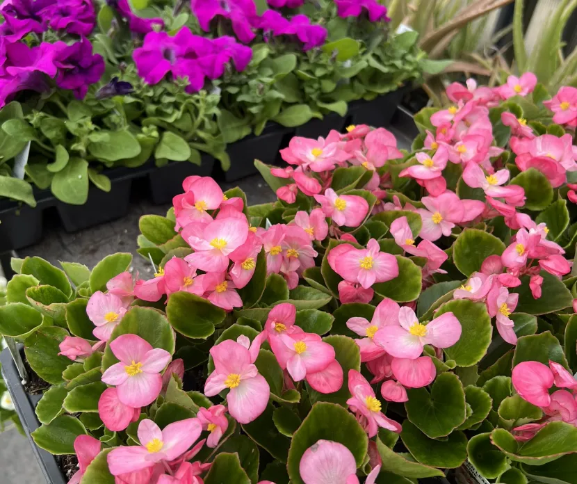 Close-up of vibrant pink begonias and purple petunias in trays inside a greenhouse, with lush green leaves and additional potted plants in the background, ready for a spring plant sale.