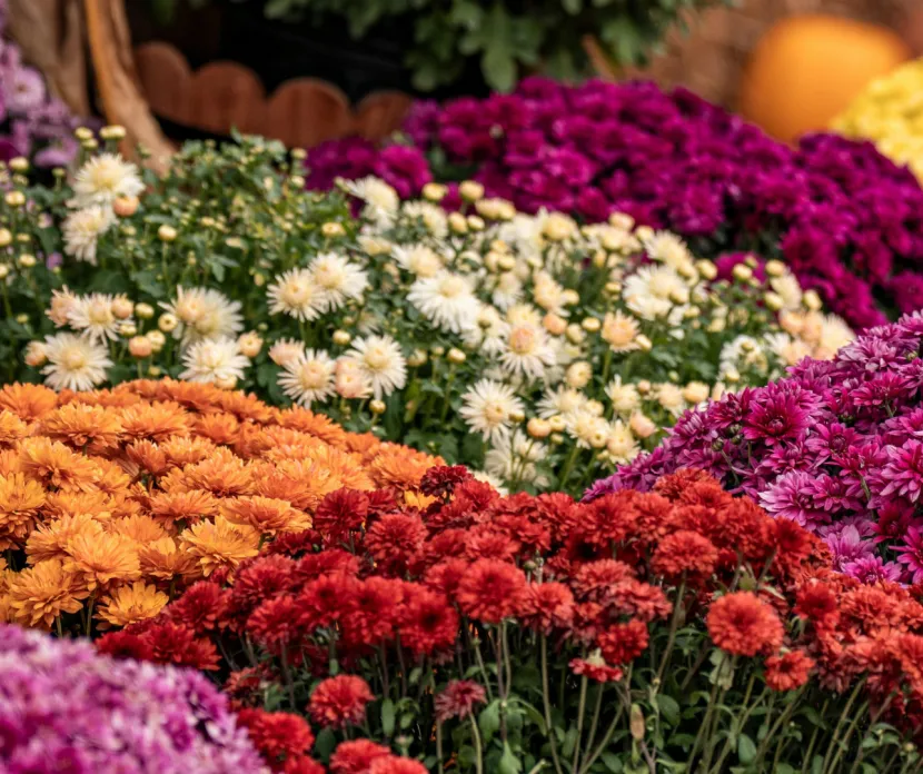 Colorful fall mums in orange, red, purple, yellow and white for the Sunshine Communities Fall Sale in Maumee, Ohio.