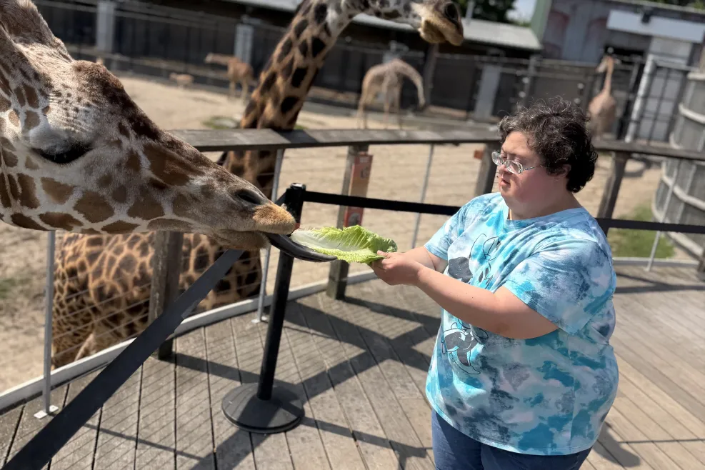 A woman feeds lettuce to a giraffe during a visit to the Toledo Zoo, with several other giraffes nearby.